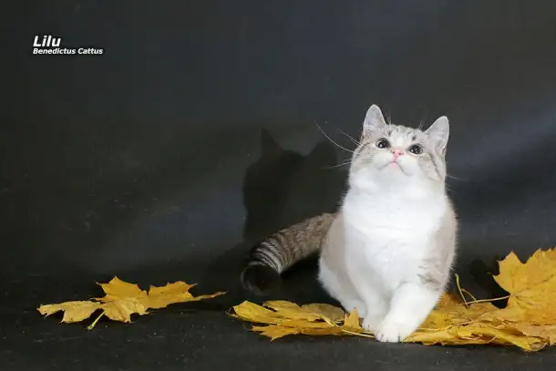 Манчкин  девочка, фотография 5