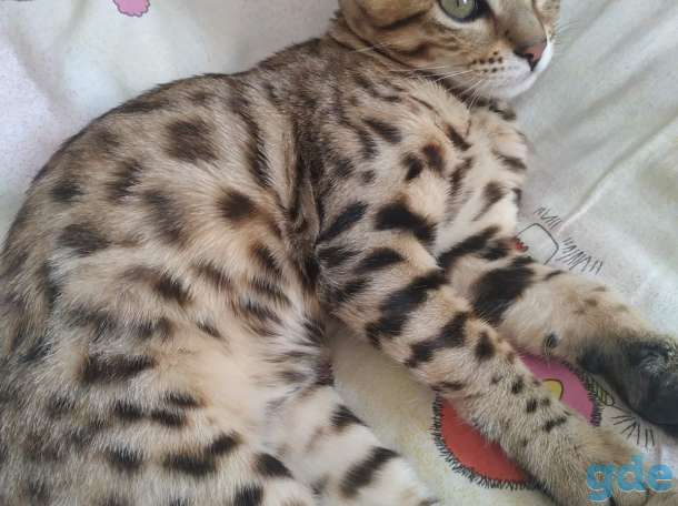 Котенок Бенгаленок, фотография 3