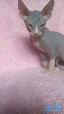Котята канадского сфинкса, фотография 4
