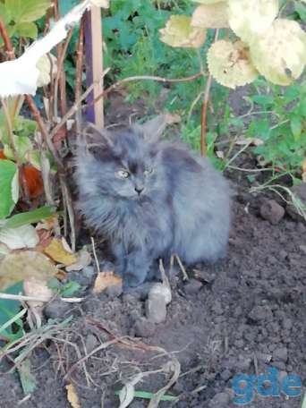 Котята ищут дом или передержку, фотография 3