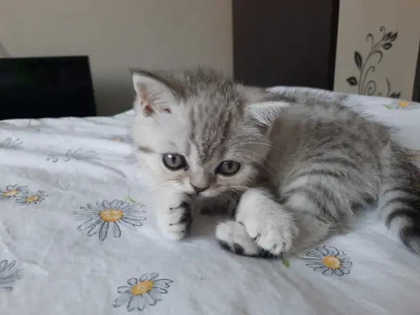Шотландский котёнок, фотография 2