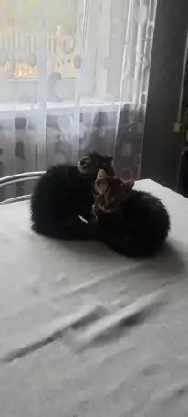 Отдам котят в хорошие руки, фотография 4