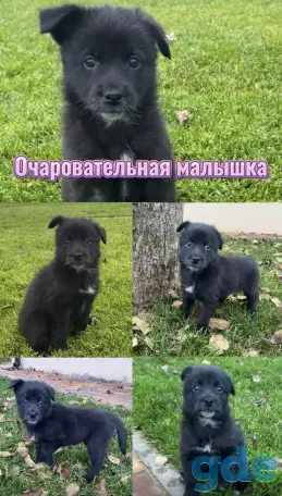 Щенки бесплатно, фотография 1