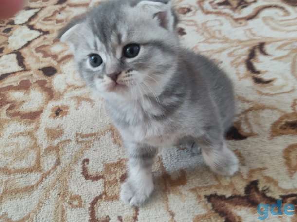 Шотландские котята, фотография 2