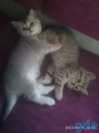 Котята, фотография 2