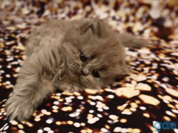 Шотландский котёнок, девочка, фотография 1