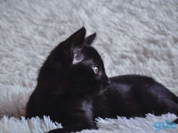 Котик в хорошие руки, фотография 3