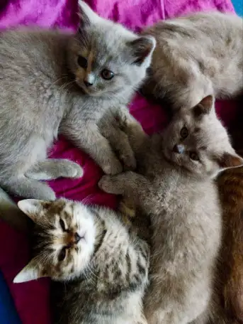 Шотландские котята. Скоттиш-страйт, фотография 3