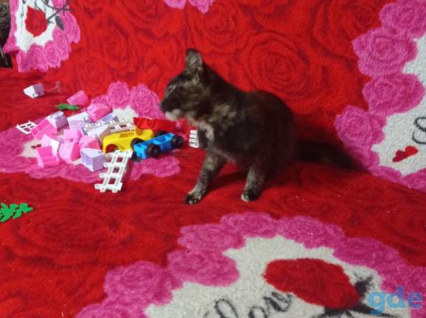 Одам котенка, фотография 2