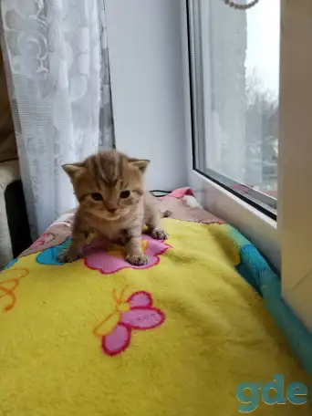 Шотландские котята, фотография 4