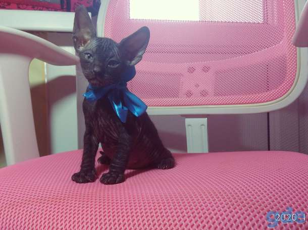 котята донского сфинкса, фотография 1