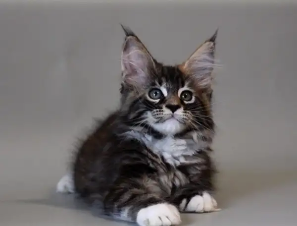Чистокровные котята мейн-куна, фотография 1