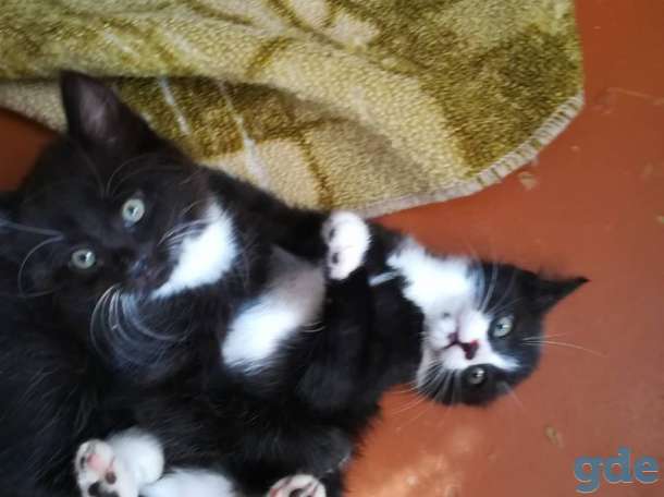 Замечательные котята в дар, фотография 1