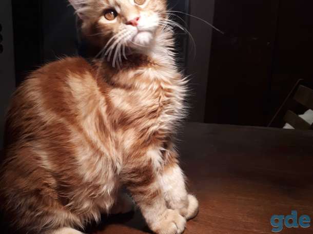 Котята Мейн КУН, фотография 1
