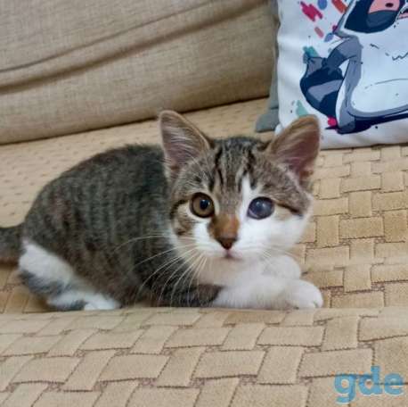 Котенок ищет дом, фотография 3