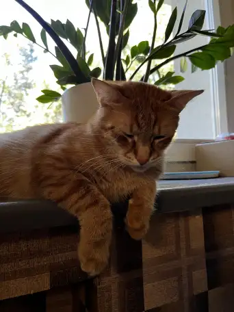 Котик в добрые руки, фотография 10