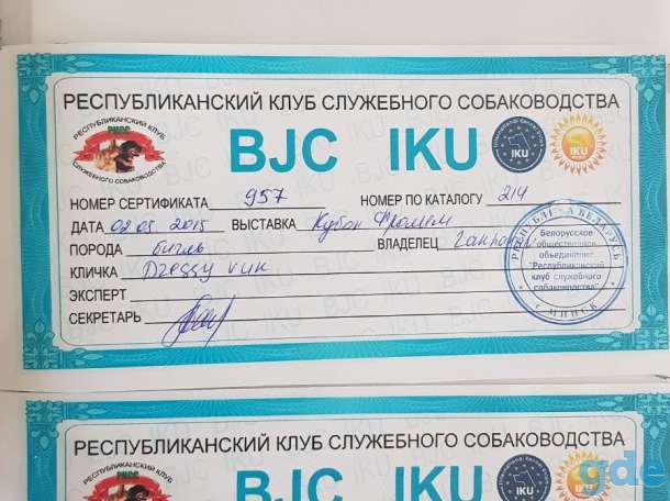 Продаются чистокровные щенки бигля!, фотография 14