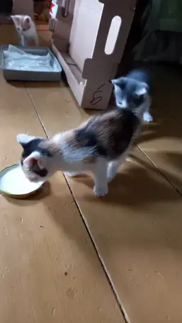 Отдам милых котят в добрые руки, фотография 2