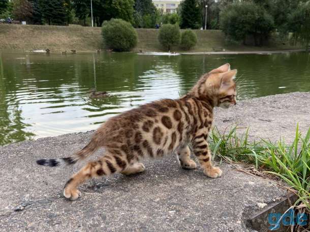 Бенгальские котята, фотография 6
