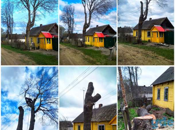 Спилить дерево с помощью альпинистов + скидка!, фотография 4