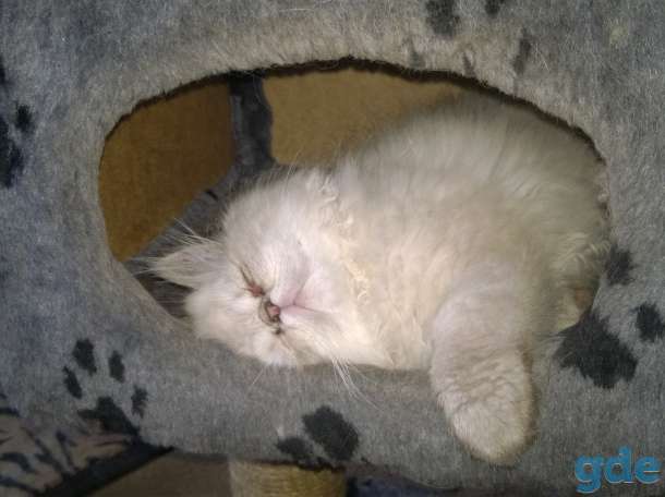 персики котята, фотография 1