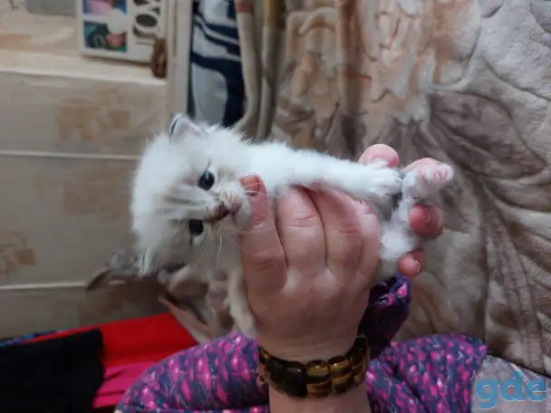 Котята в дар, фотография 9