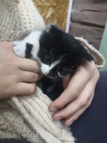 Котята в добрые руки, фотография 2