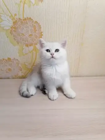 Британский котёнок, фотография 5