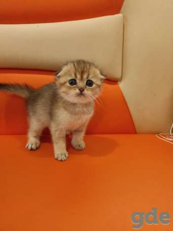 Шотландские котята, фотография 3