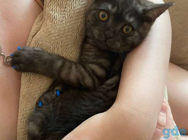 Британский короткошерстый котенок, фотография 10