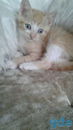 котенок, фотография 1