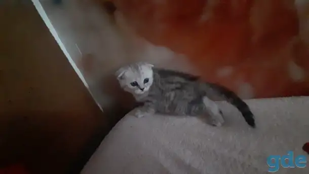 Шотландские  вислоухие котята, фотография 3