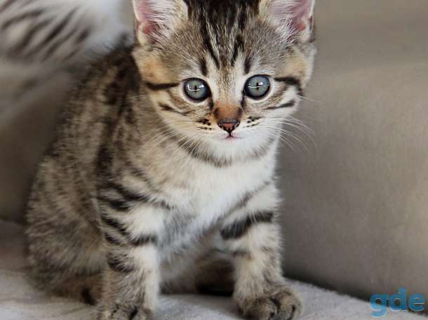 Британские короткошерстные котята, фотография 8