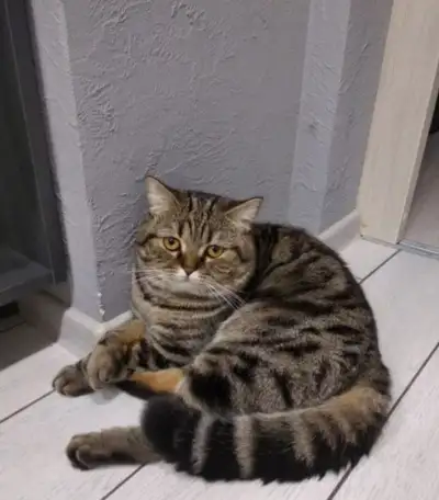 Шотландские котята, фотография 3