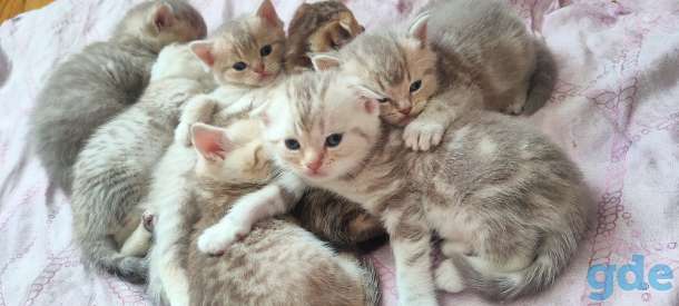 Шотландские котята, фотография 2
