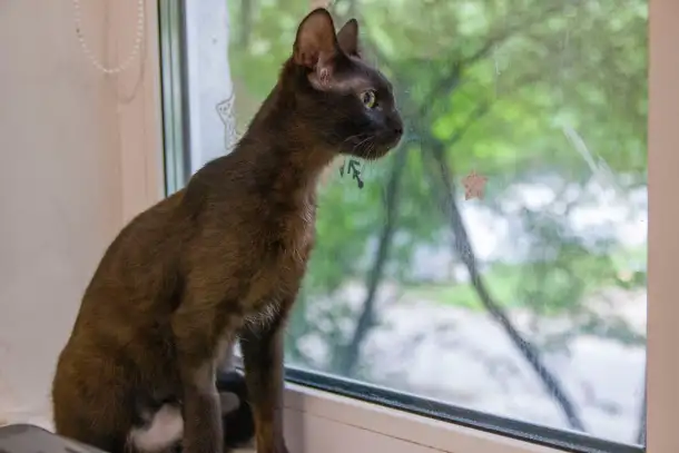 Черная кошечка котенок Фелиция в поисках семьи и дома!, фотография 2