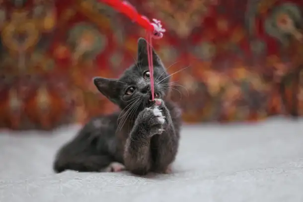 Милейший котеночек Масик мечтает найти семью!, фотография 7