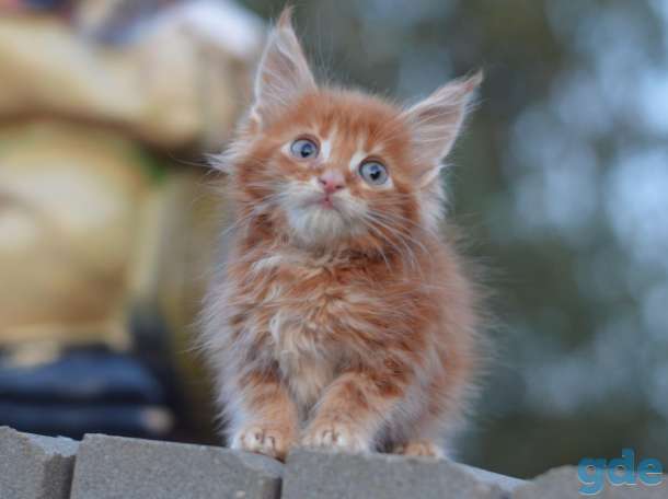 Мейн Кун котята, фотография 4