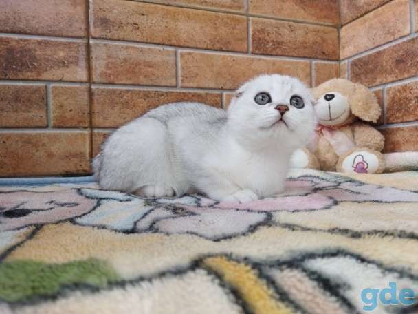 Шотландский котенок, фотография 9