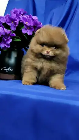 Померанский шпиц щенки. Мини мишки, фотография 1