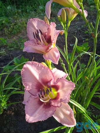 Лилийник, фотография 1