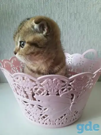 Шотландские вислоухие котята, фотография 6
