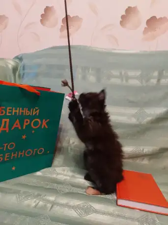 Мейн-кун девочка, фотография 9