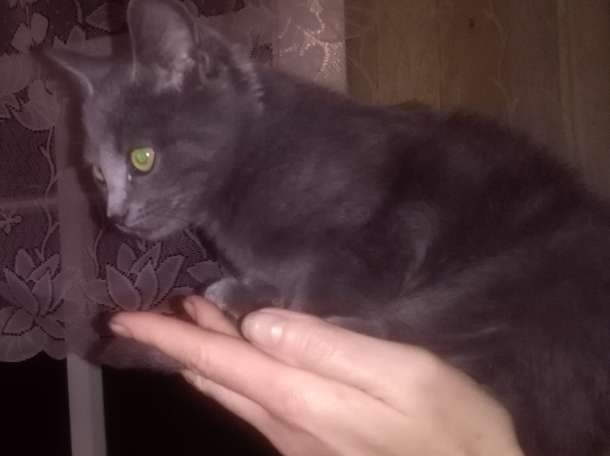 котенок, фотография 1