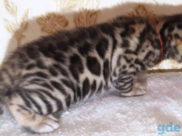 Питомник бенгальских кошек., фотография 10