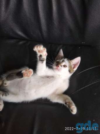 Котенок мальчик, фотография 1