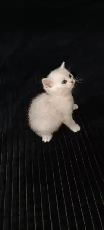 Шотландские котята, фотография 3