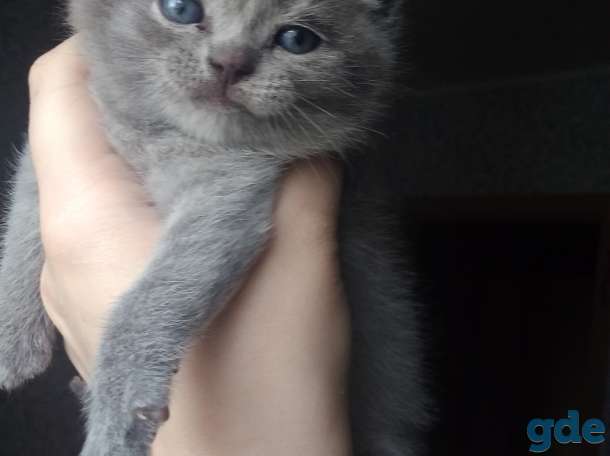 Шотландские котята, фотография 5