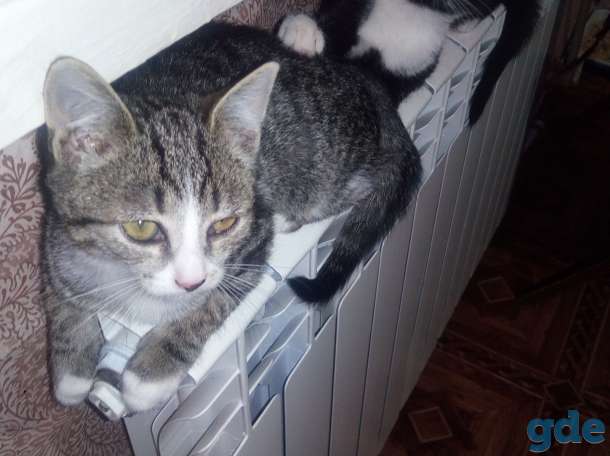 Котик в добрые руки, фотография 2
