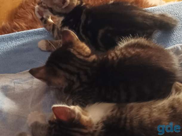 Котята в добрые руки, фотография 2